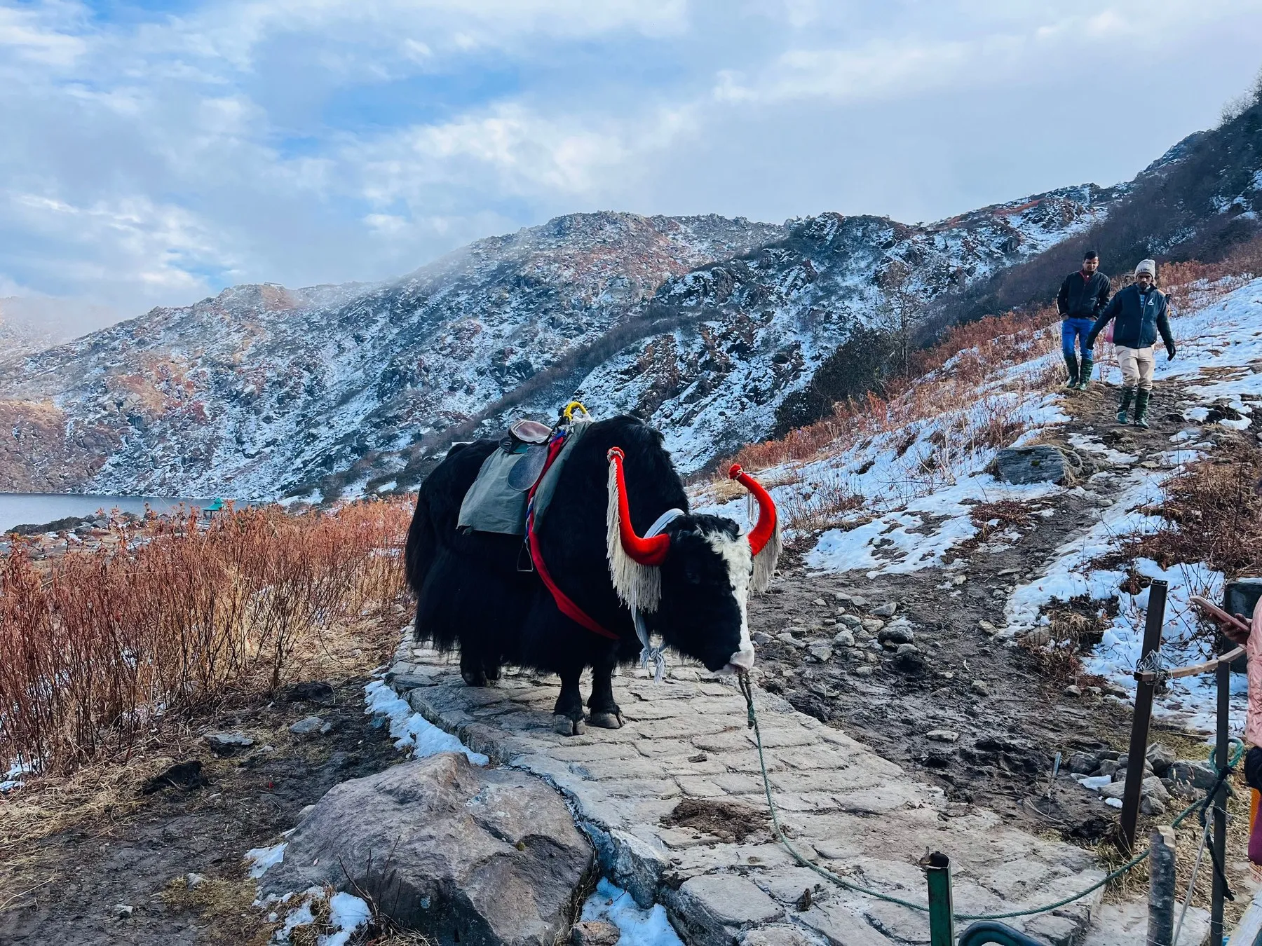 Decorated yak on a snowy Sikkim mountain trail